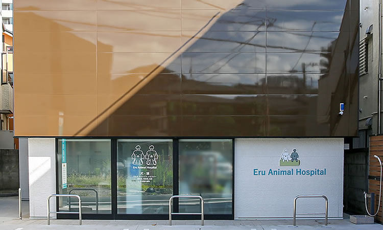 江戸川区東小岩｜える動物病院｜犬・猫・うさぎ・フェレット・ハムスター・爬虫類、エキゾチックアニマル